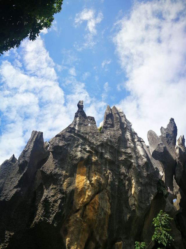 Stone Forest