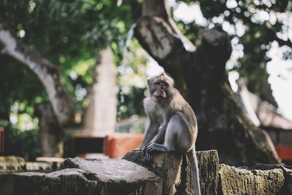 Ubud Monkey Forest