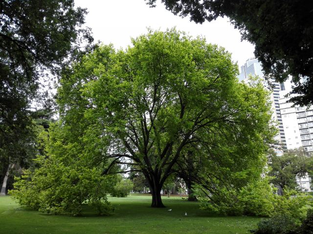 Carlton Gardens