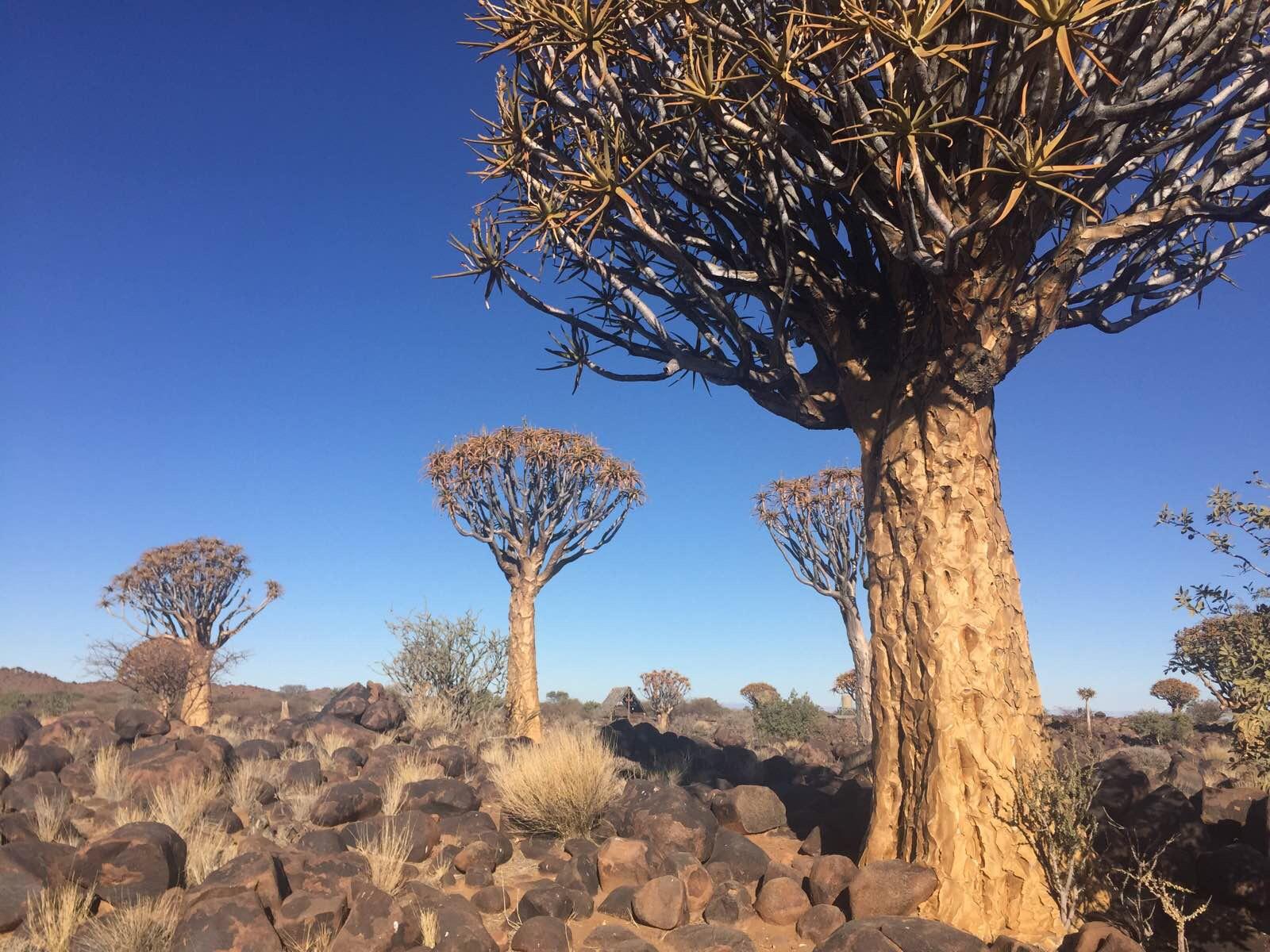 纳米比亚的代表植物剑袋树