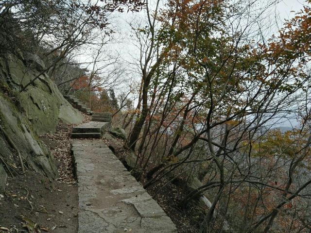 수탉 산