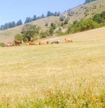 l'Auberge de l'Archaz餐厅图片