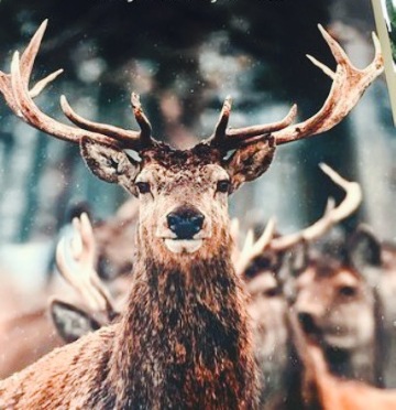 De Graancirkel餐厅图片