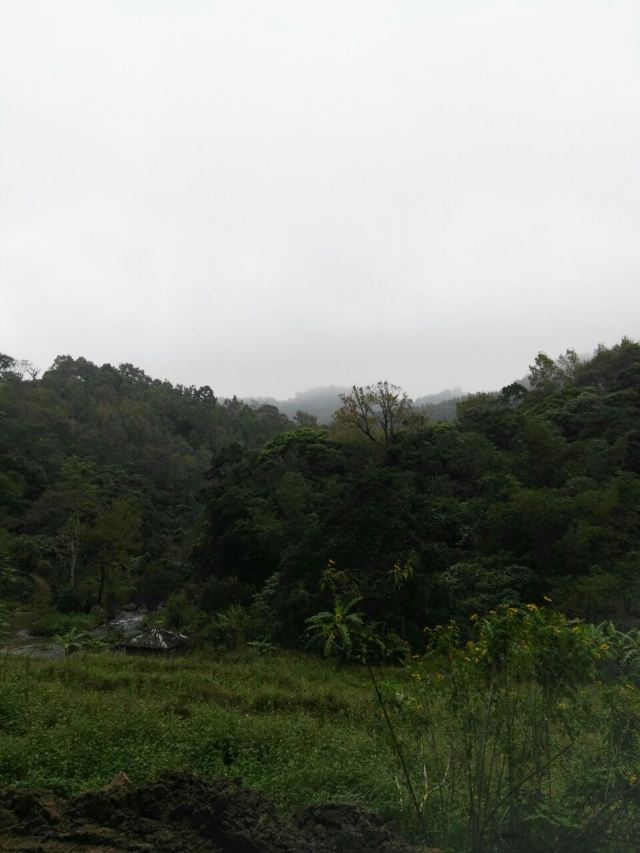 Wuzhishan Tropical Rainforest