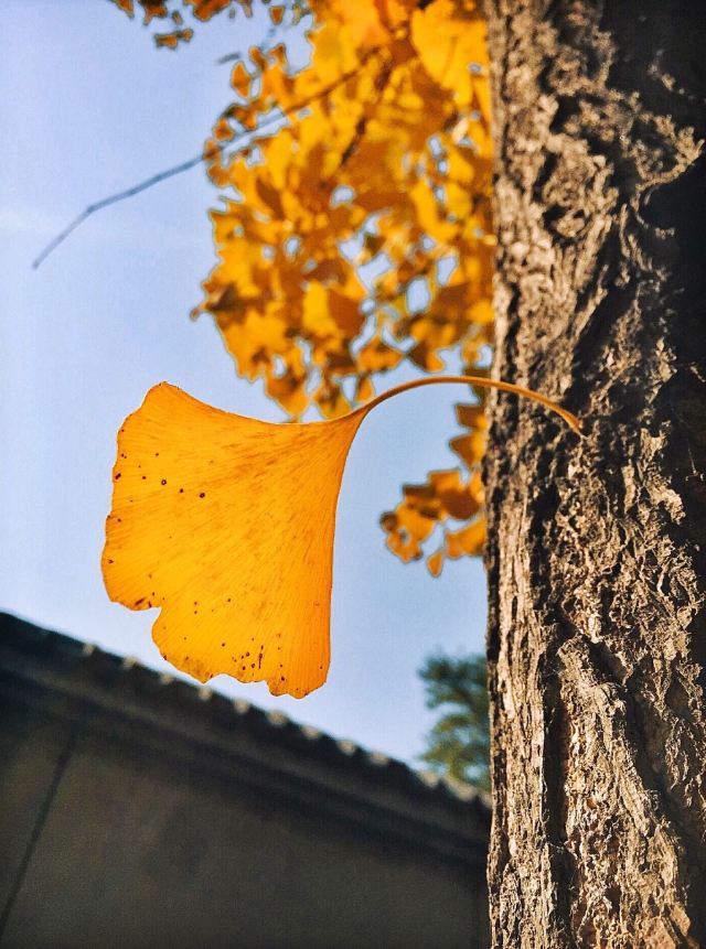 Jiangfu Park