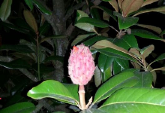 Bahama Breeze美食图片