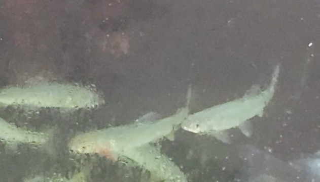 Kurobane Kanko Yana餐厅图片