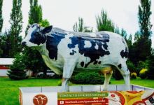 Quesos del Tambo购物图片