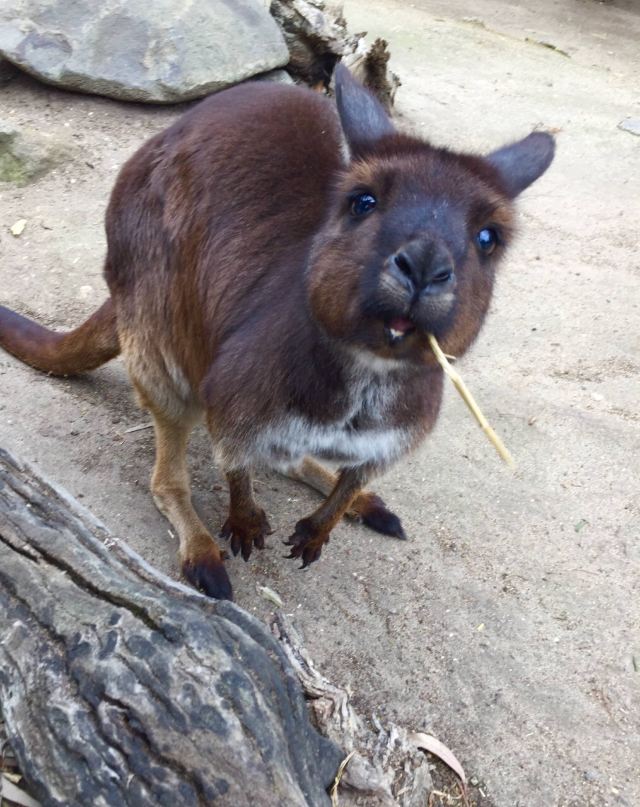Melbourne Zoo
