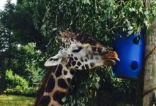 Safari Park景点图片