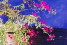 Rats Bar美食图片