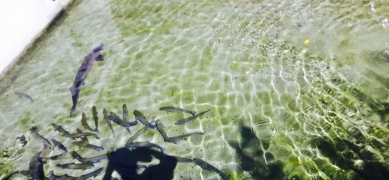 Restauracja Pod Jaskinią