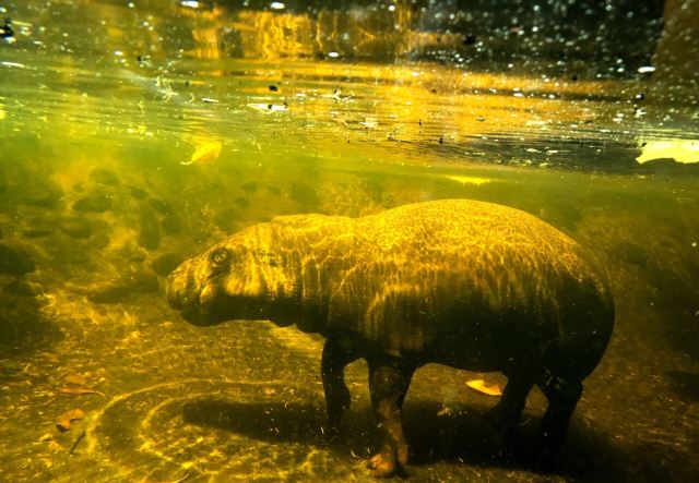 Melbourne Zoo