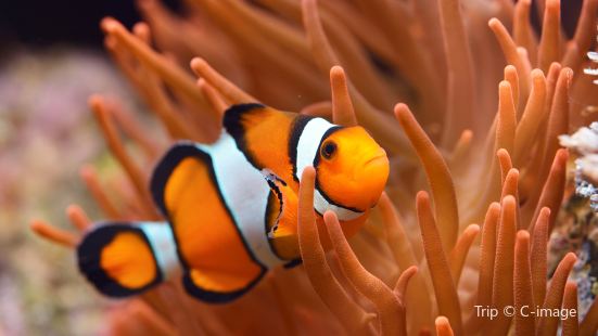 Tibet Haus Reviews Food Drinks In Berlin Berlin Trip Com