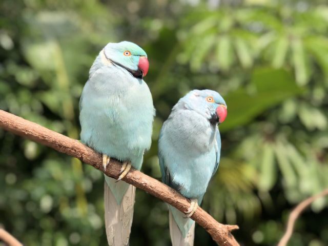 Chimelong Bird Park