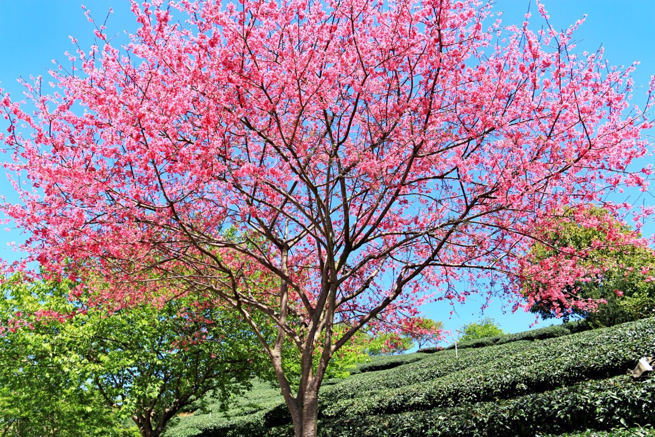 #春日寻芳#福建永福·台品樱花茶园