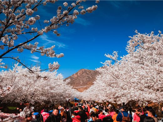 樱花山风景区