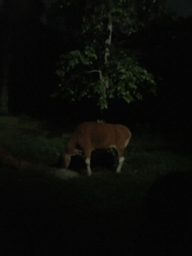 Night Safari