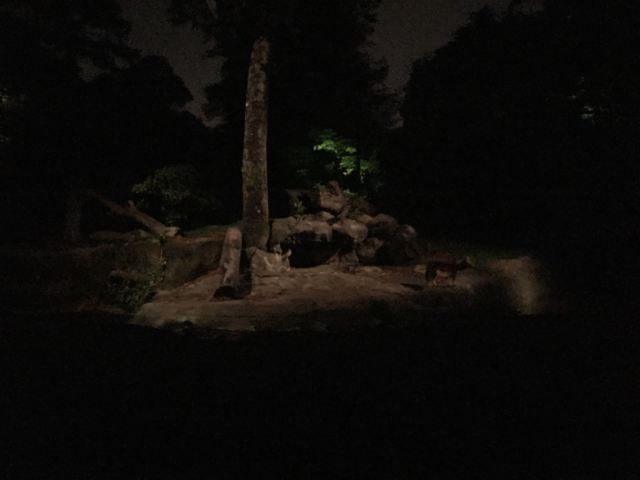 Night Safari
