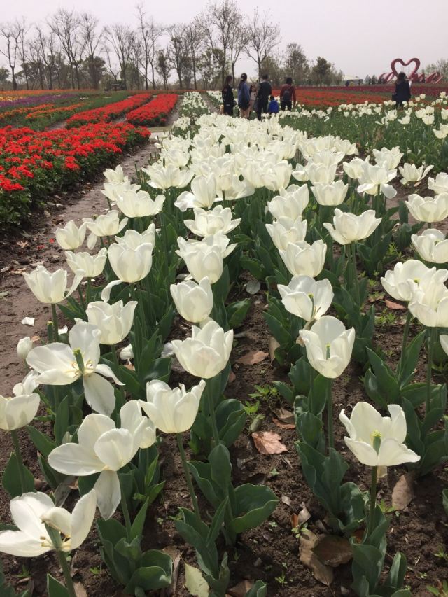 Zhoupu Sea of Flowers