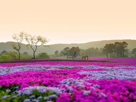 芝樱小镇