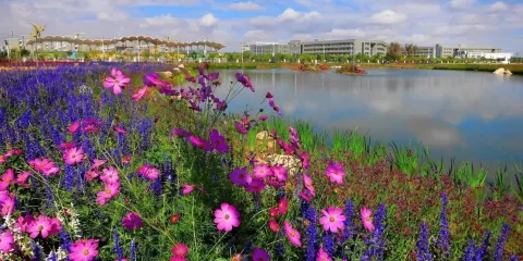 紫荊花卉廣場-紫金花城基地景區