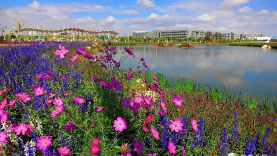 紫荊花卉廣場-紫金花城基地景區