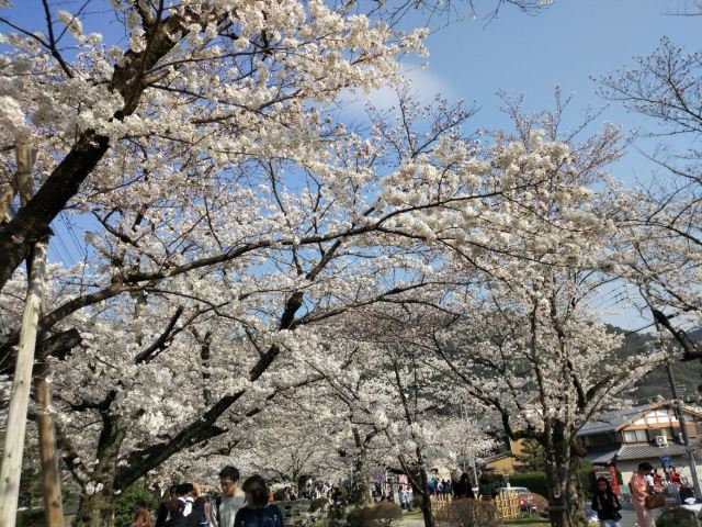 Philosopher's Walk