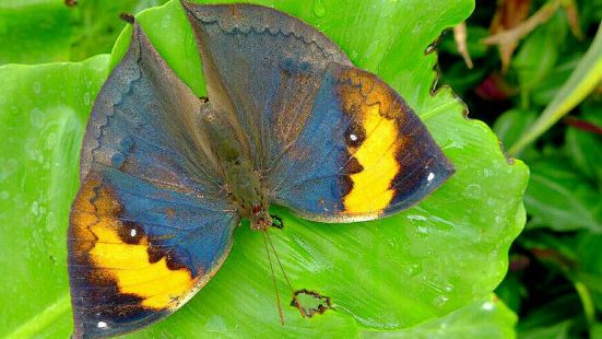 Colorful Butterfly Garden