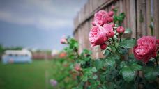 花伴一生玫瑰庄园-大理市-AIian