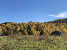 白桦林-布尔津-YoYo_5S4T4Z7O