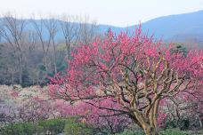 玄武湖景区-南京-C-IMAGE