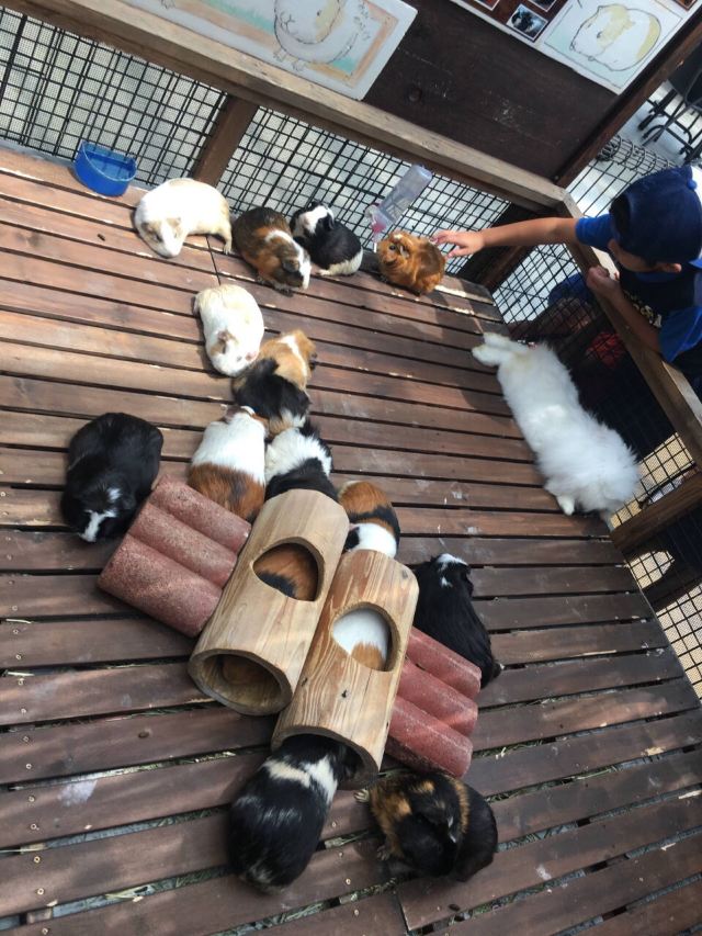 Kobe Animal Kingdom