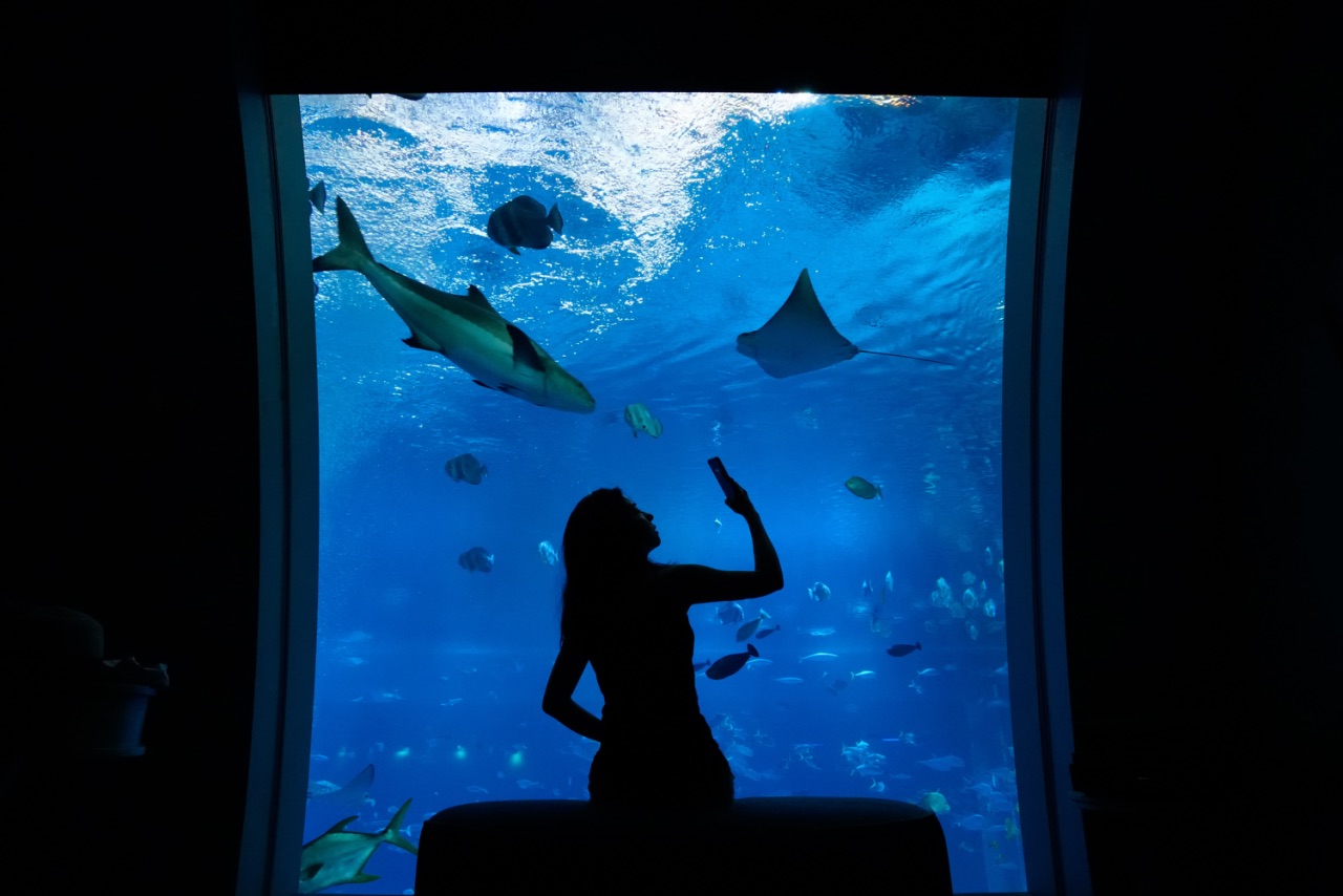 泡澡看鲨鱼，与神秘的水下世界零距离