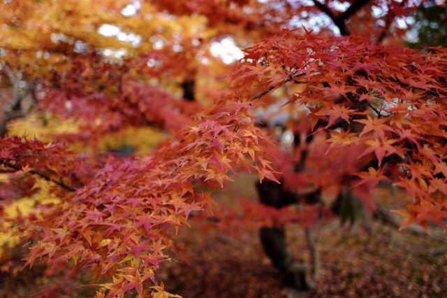 Tofukuji Temple