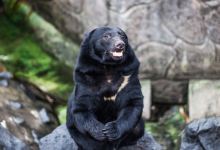 阿苏卡德利动物乐园景点图片