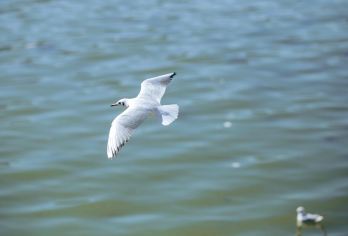 石林+滇池一日游【8人内小团|二环内上门接送|赏海鸥观奇石】【[安全保障]当地本地老司机带您上路，实名认证考核上岗，资质齐全~】