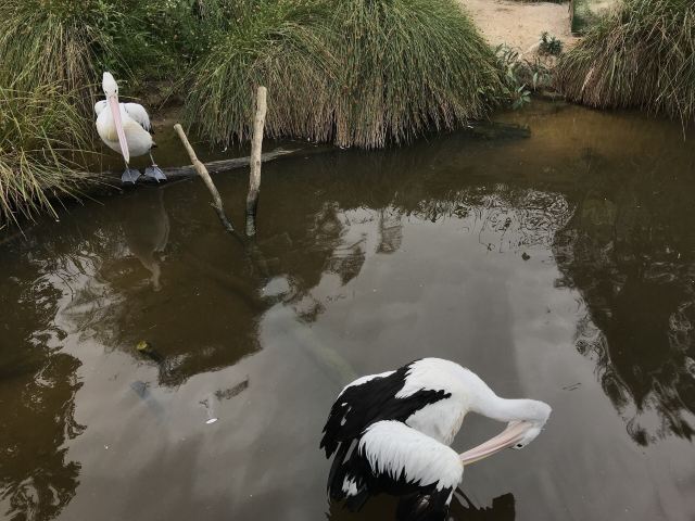 Melbourne Zoo