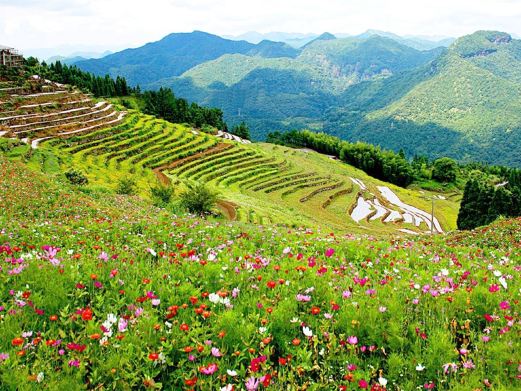 云梯山花海