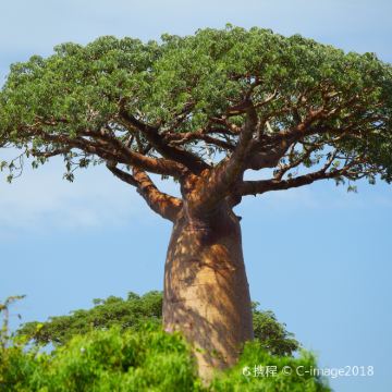 马达加斯加塔那那利佛9日8晚自由行