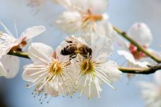 东湖梅园-武汉-YoYo_2Q1I9S1W