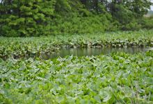 Troy Meadows Wetlands景点图片