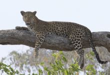 Gobatsaa Hill Leopard Rock景点图片