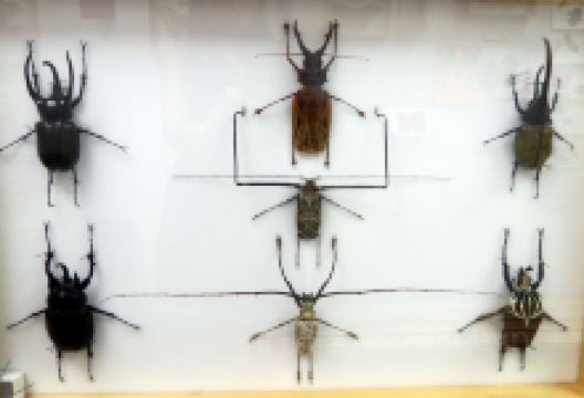 Binissuès Restaurant景点图片