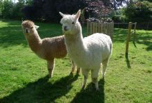Heads Of Ayr Farm Park景点图片