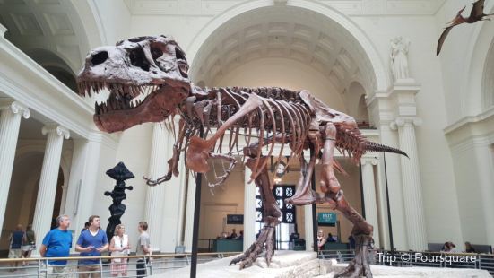 Field Museum Store