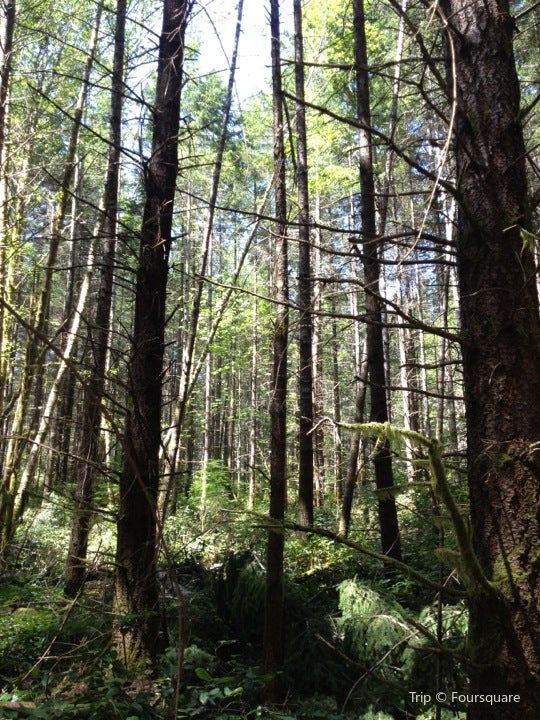 Banner Forest Travel Guidebook Must Visit Attractions In Kitsap