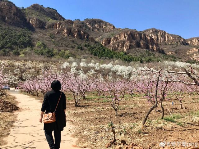 平谷桃花海旅行图片 2