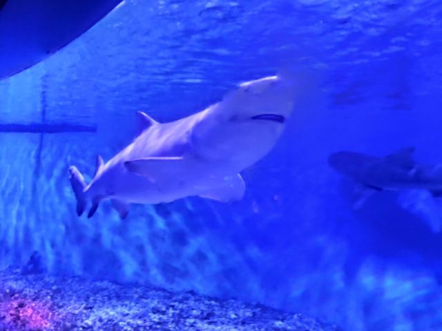 Grandview Aquarium