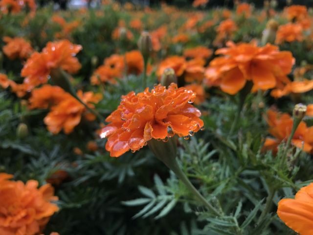 黑河市大岛植物园旅行图片 7